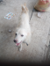 German Spitz Dog
